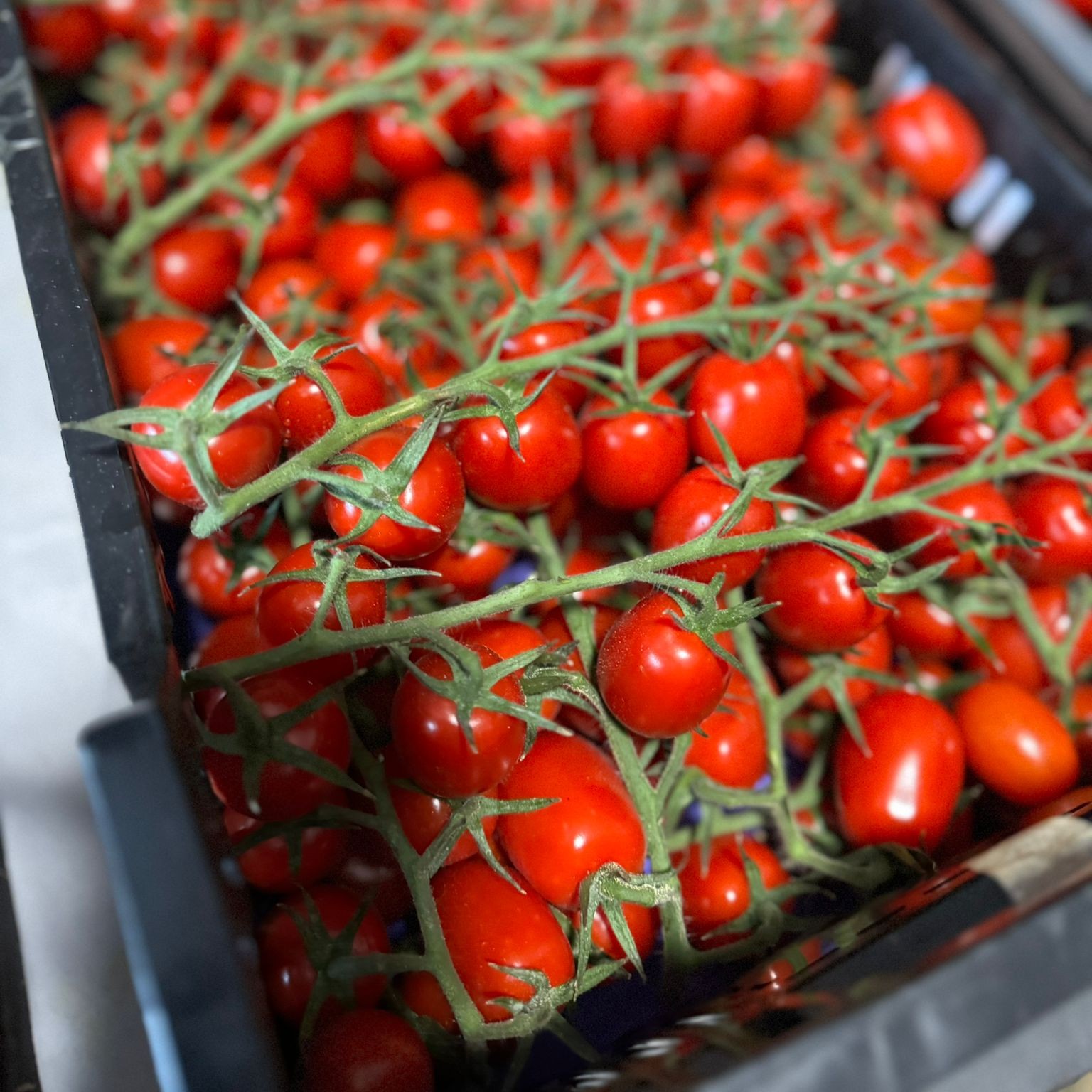 Cherry tomatoes (clustered)