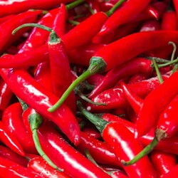 Hot peppers