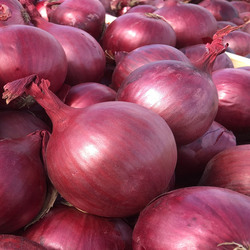 Red onion